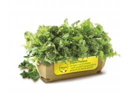CIMETTE DI RAPA